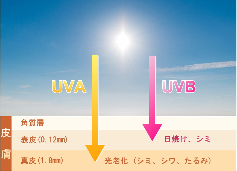 紫外線の紫外線A波/UVAと紫外線B波/UVB