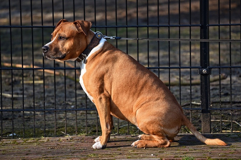 フェンスと犬