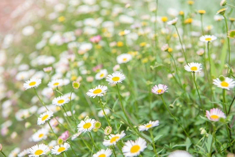 グランドカバー、erigeron/エリゲロン