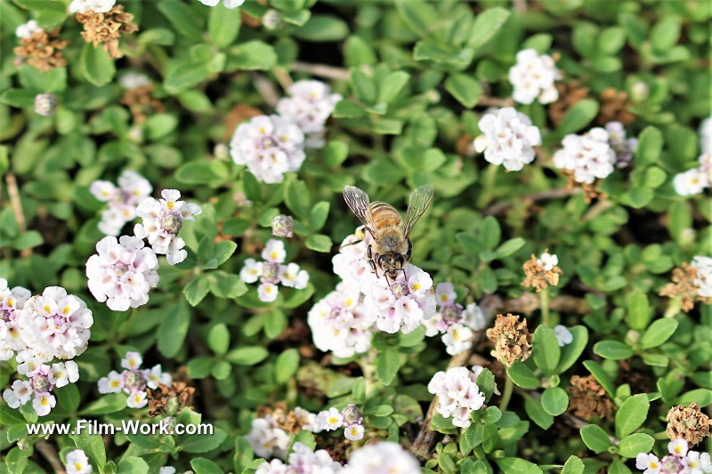 lippia canescens/ヒメイワダレソウ