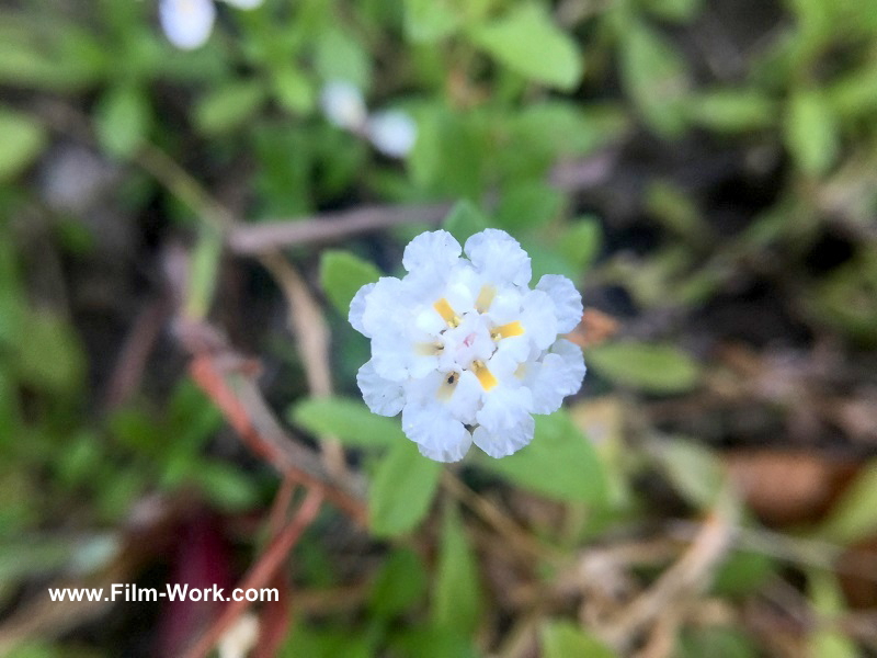 lippia canescens/ヒメイワダレソウ