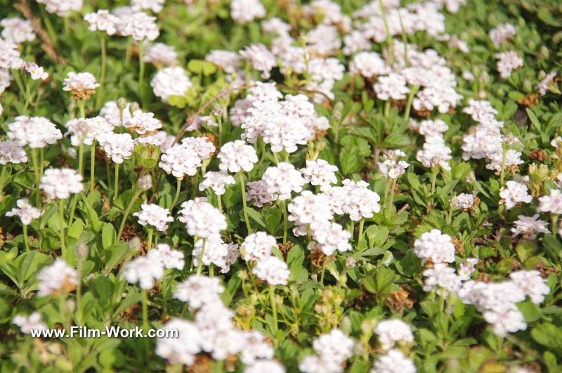 lippia canescens/ヒメイワダレソウ